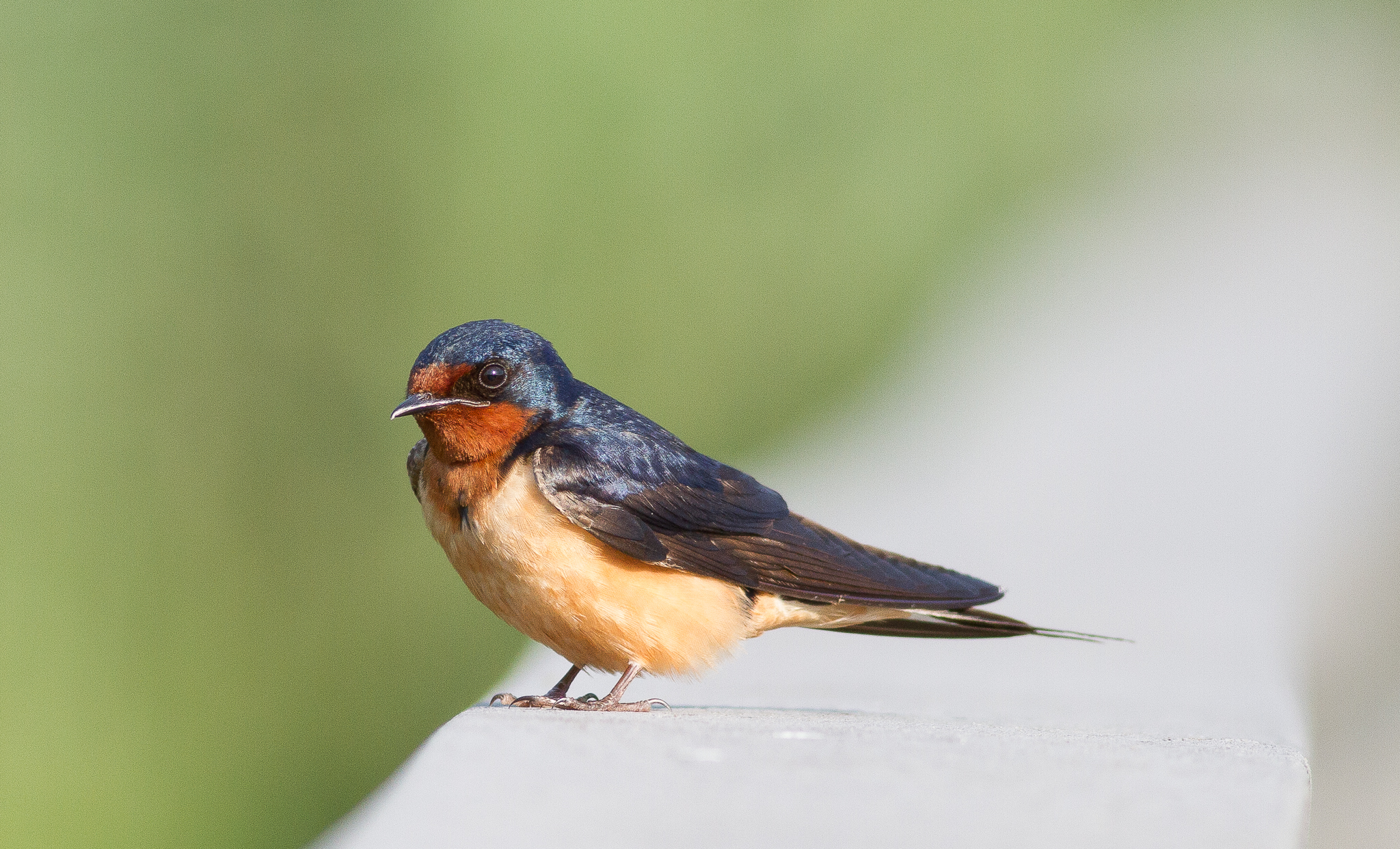 Barn Swallow 2017-07-03 John Heinz NWR, Philadelphia Co., PA-10