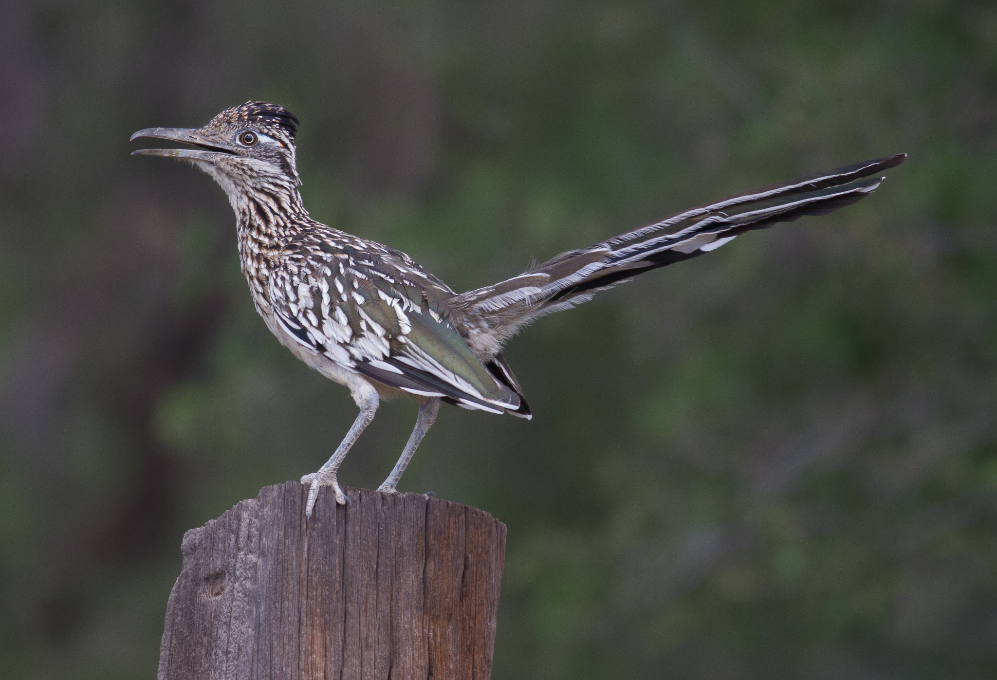 Greater Roadrunner 2017-09-04 Arivaca, Pima Co., AZ-19