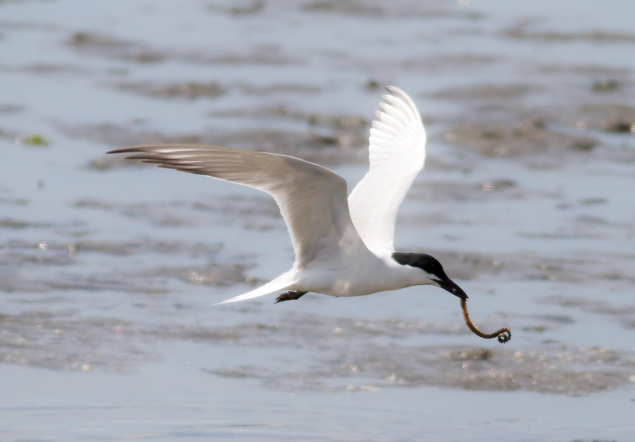 Gull-billed Tern 2016-06-17 Brigantine NWR, Atlantic Co., NJ-258