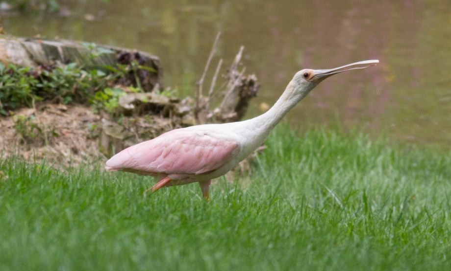 Roseate Spoonbill 2015-08-06 Camp Hill, Cumberland Co., PA-9