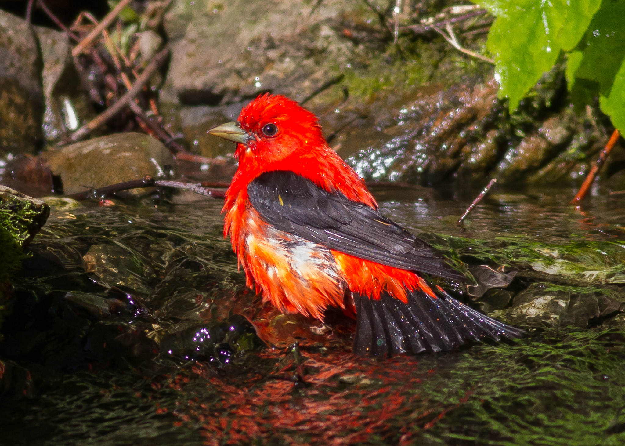 Scarlet Tanager 2017-05-16 Yard, West Chester, Chester Co., PA-23