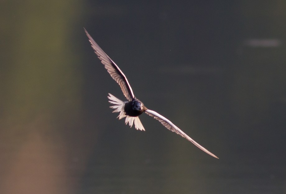 White-winged Tern 2017-08-12 Nessmuk Lake, Tioga Co., PA