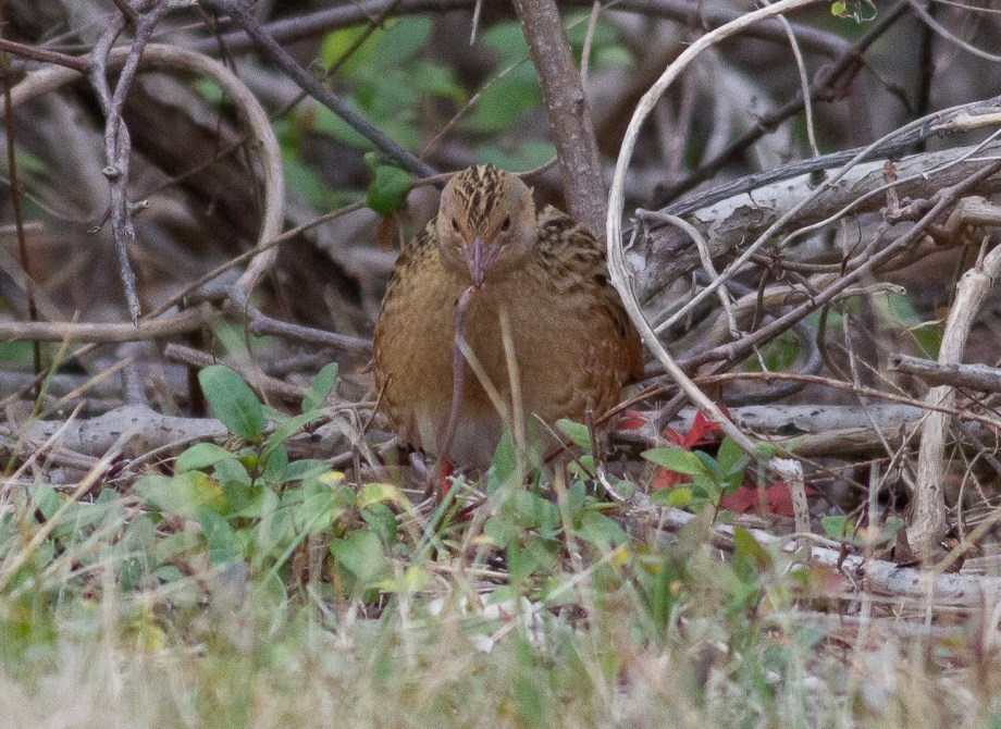 Corn Crake 2017-11-08 Cedar Beach, Suffolk Co., NY-11