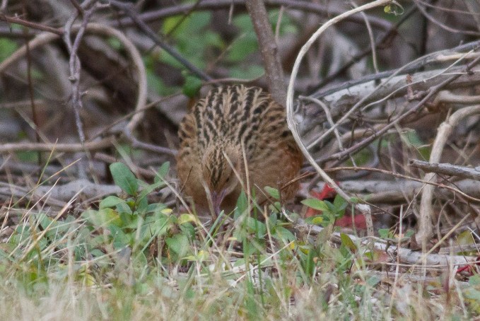 Corn Crake 2017-11-08 Cedar Beach, Suffolk Co., NY-13