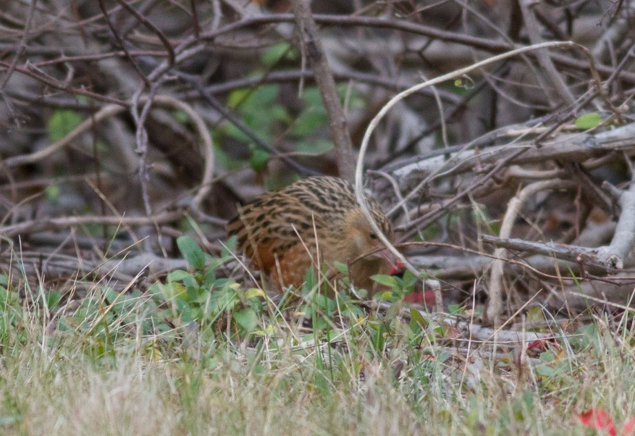 Corn Crake 2017-11-08 Cedar Beach, Suffolk Co., NY-17