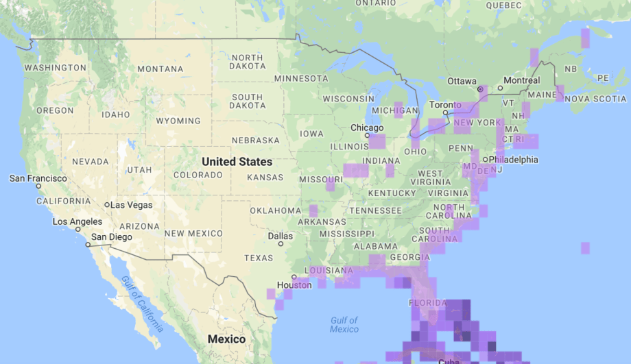 Gray Kingbird range. eBird