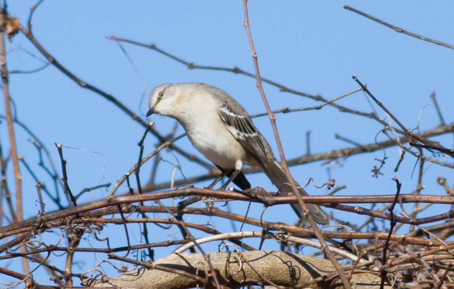 Northern Mockingbird. Queen Anne's County. Maryland