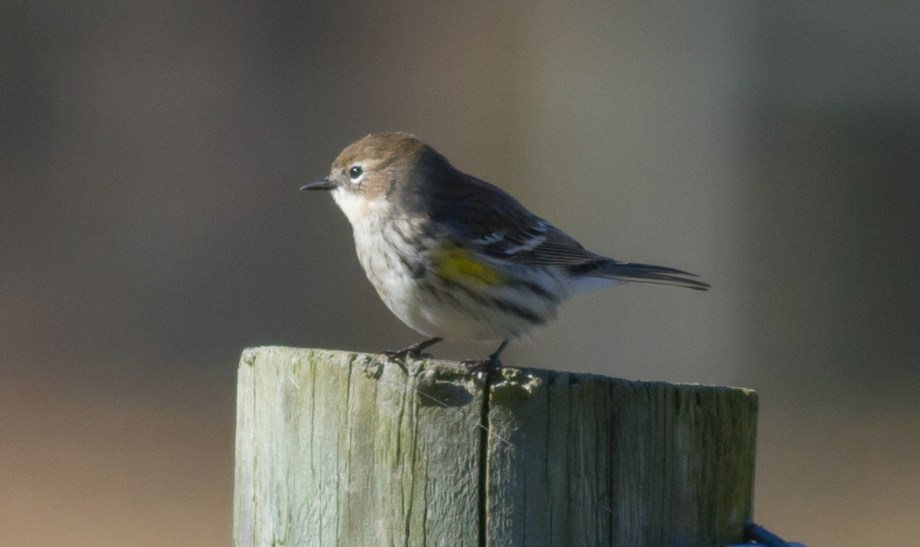 Yellow-rumped Warbler. Queen Anne's County. Maryland