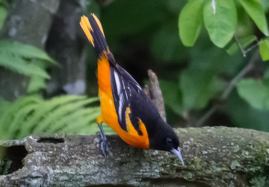 *Baltimore Oriole copy