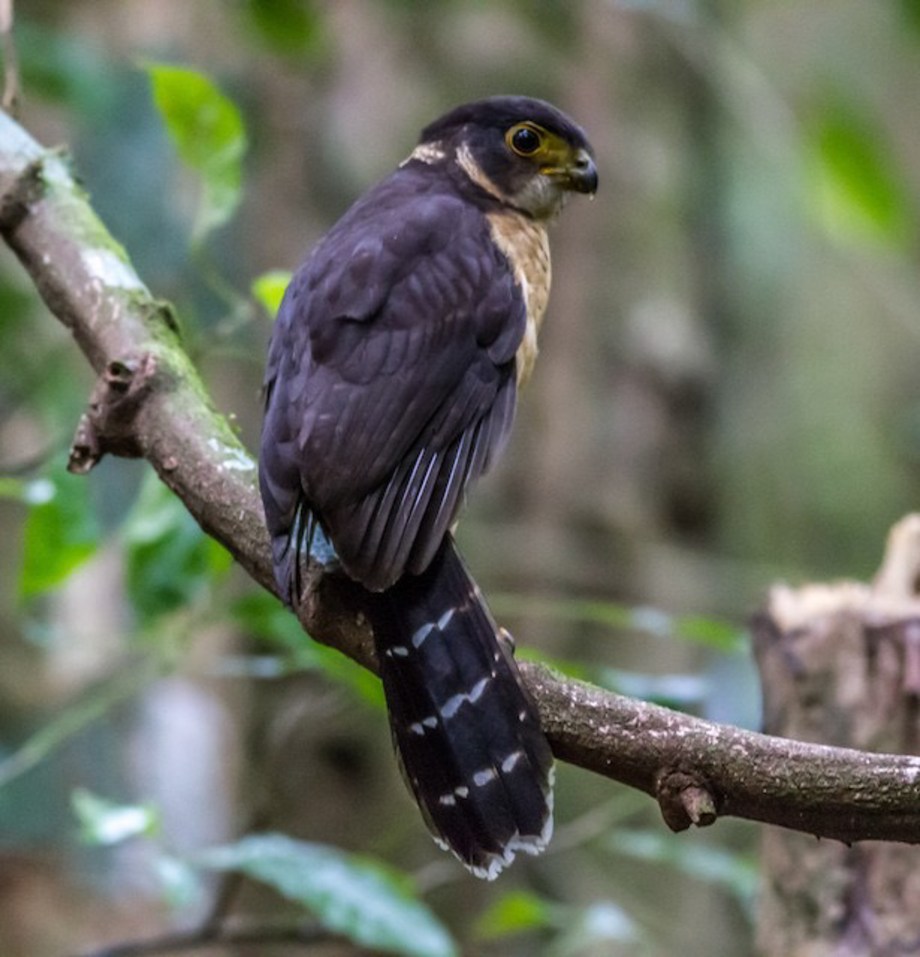 Barred Forest-Falcon 2015-12-04 Curi-Cancha Refugio de Vida Silvestre, Puntarenas, Costa Rica-1