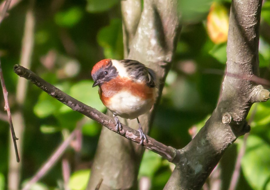 *Bay-breasted Warbler 58412801 copy