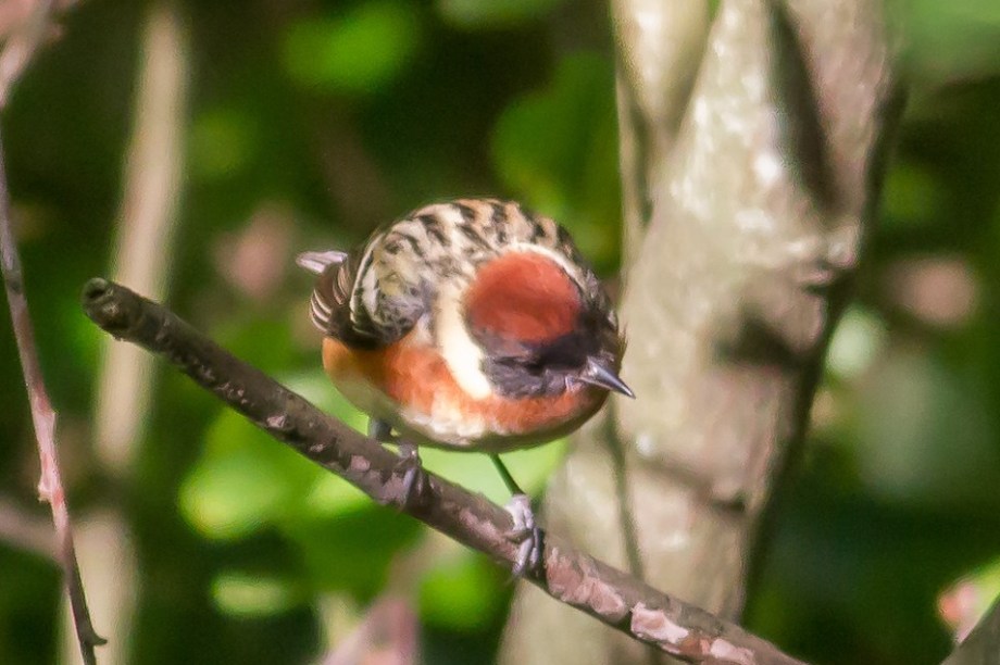 *Bay-breasted Warbler 58412821 copy