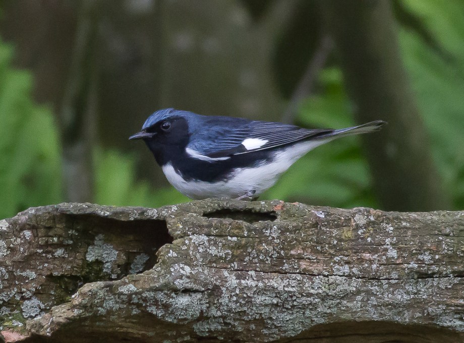 *Black-throated Blue Warbler 93565581 copy
