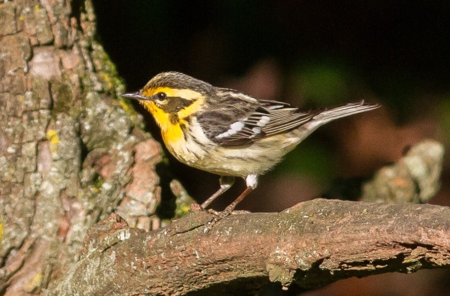 *Blackburnian Warbler 58412901 copy