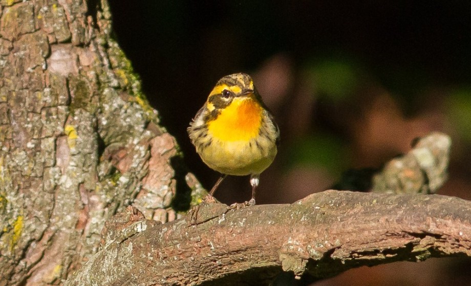 *Blackburnian Warbler 58412921 copy