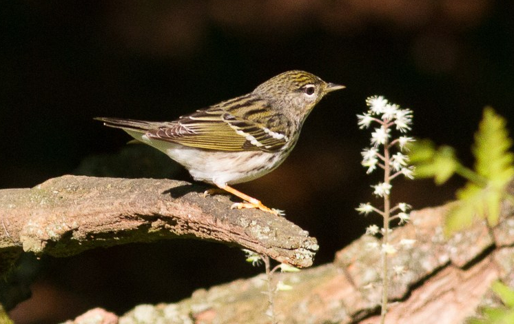 *Blackpoll Warbler 128101481 copy
