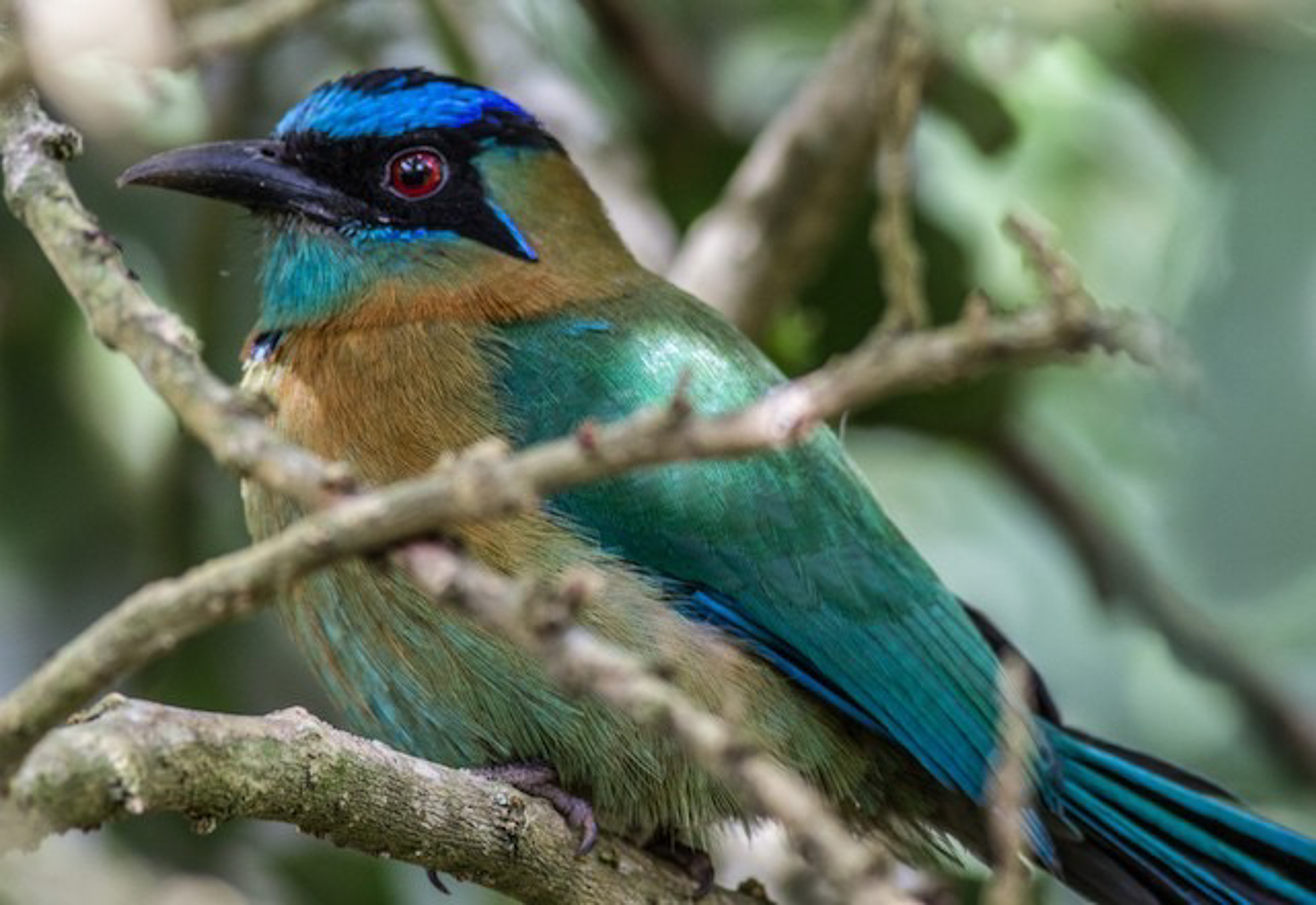 Blue-crowned Motmot-1