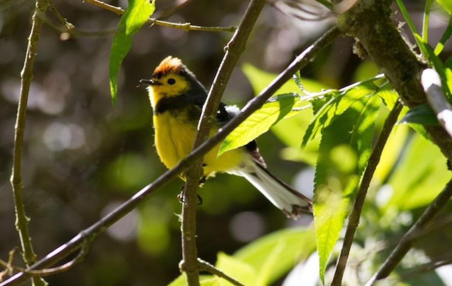 Collared Redstart 2015-11-30 Trogón Lodge, San José, Costa Rica-3