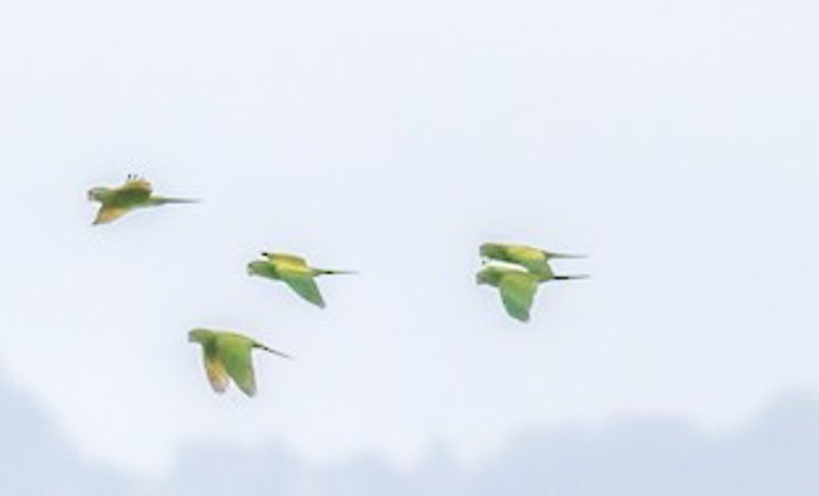 Crimson-fronted Parakeet-3
