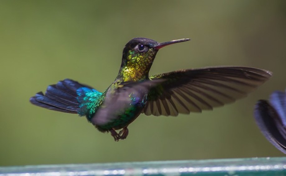 Fiery-throated Hummingbird-1
