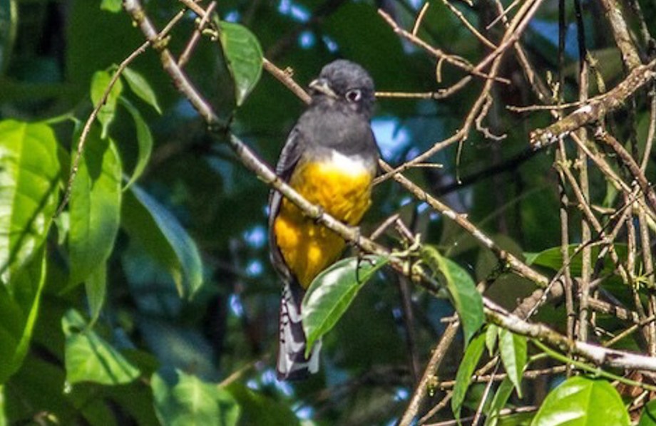 Gartered Trogon-1a