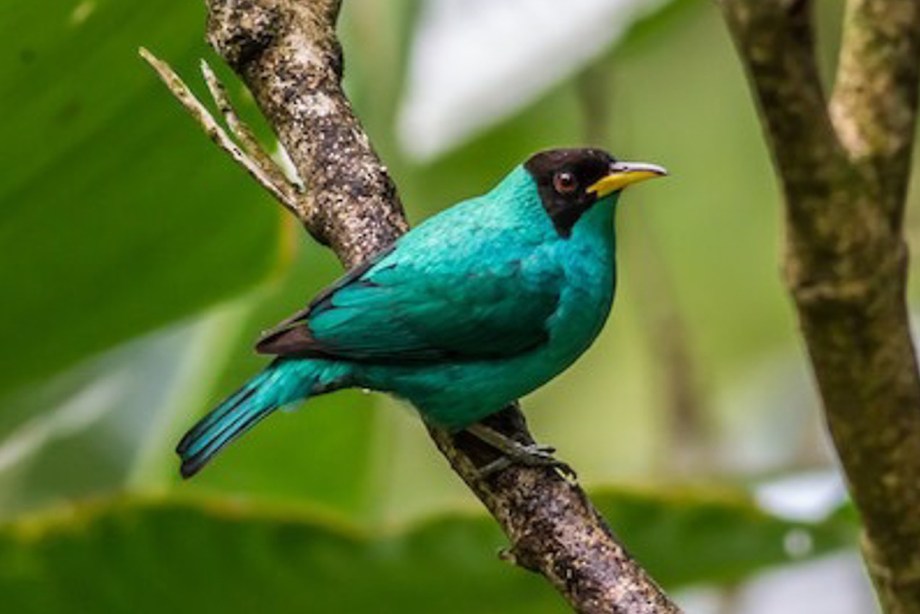 Green Honeycreeper-1
