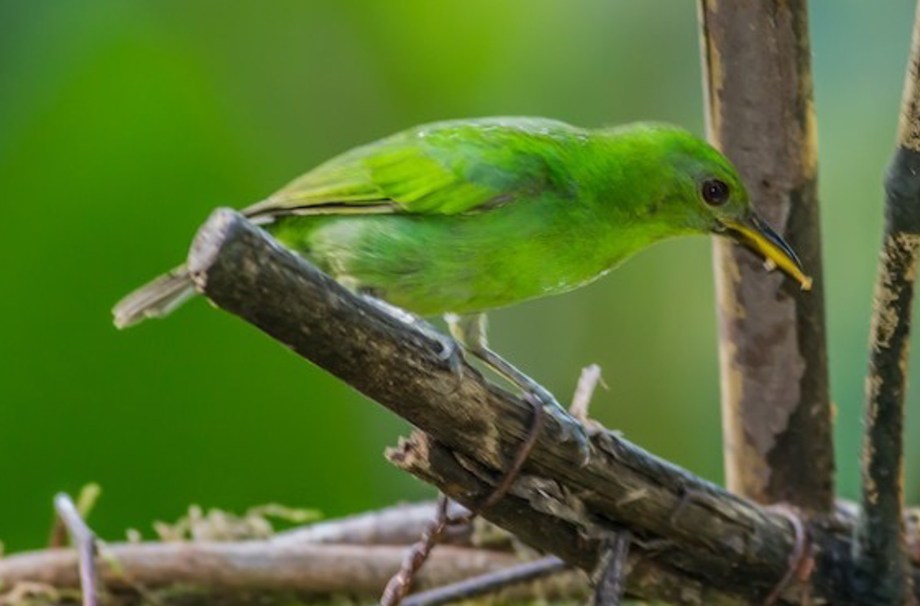 Green Honeycreeper-2