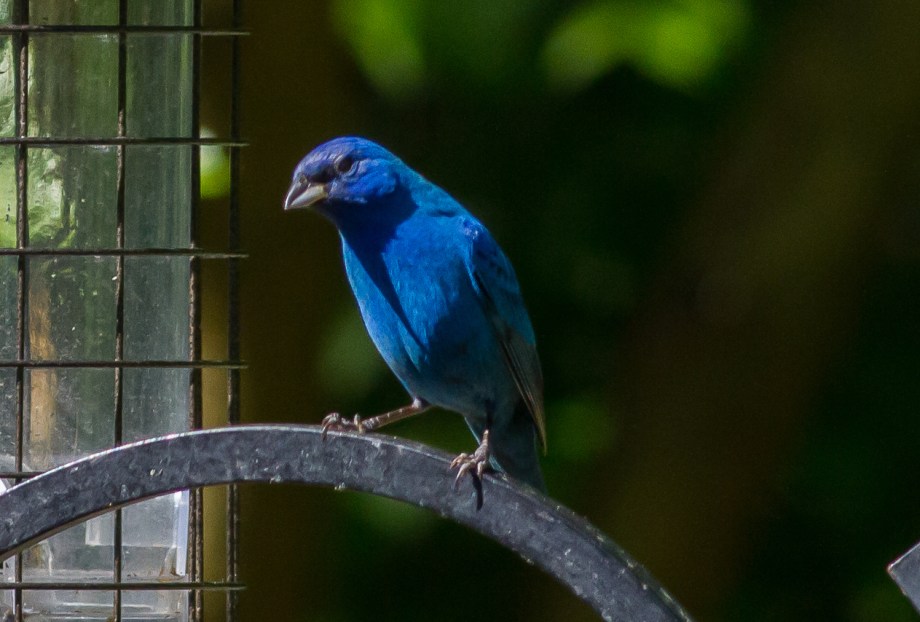 *Indigo Bunting 58414101 copy