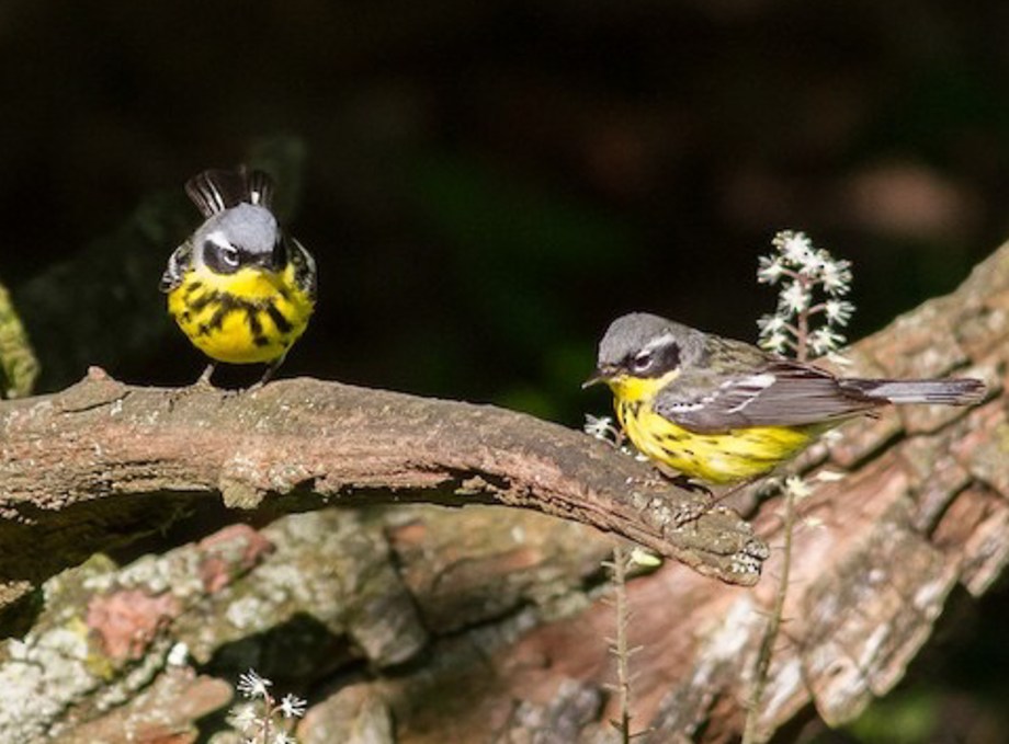 *Magnolia Warbler 131279351 copy