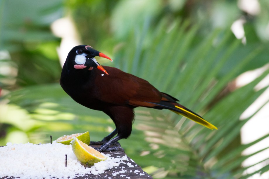 Montezuma Orapendula-5