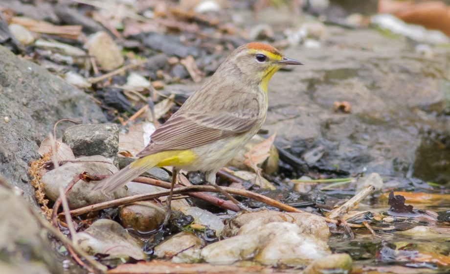 *Palm Warbler 131744051 copy