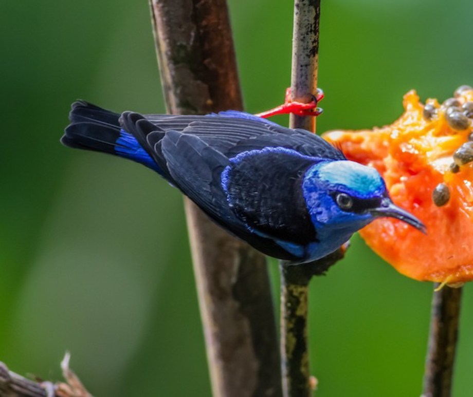 Red-legged Honeycreeper-1