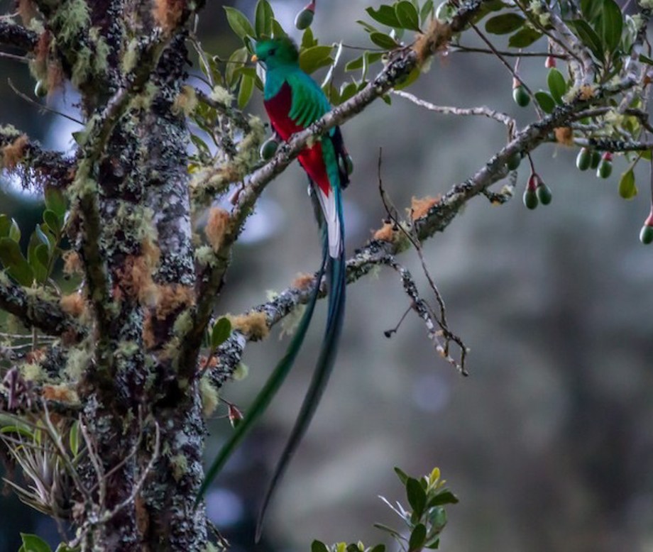 Resplendent Quetzal-4
