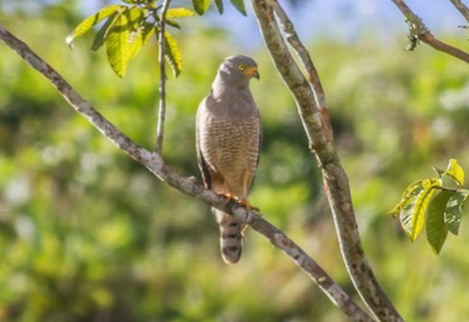 Roadside Hawk-3