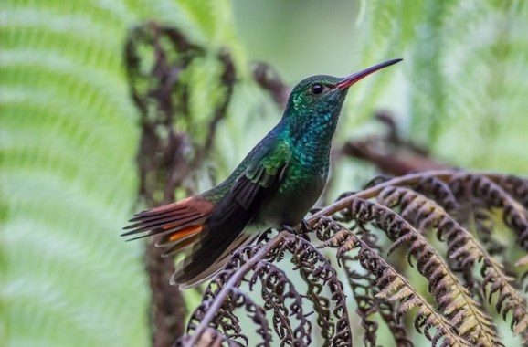 Rufous-tailed Hummingbird-3