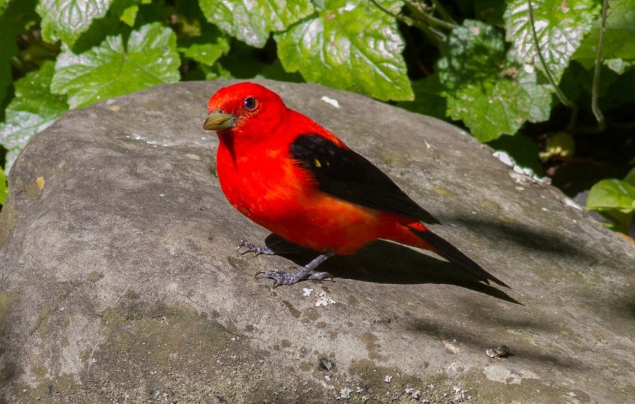 *Scarlet Tanager 58413851 copy
