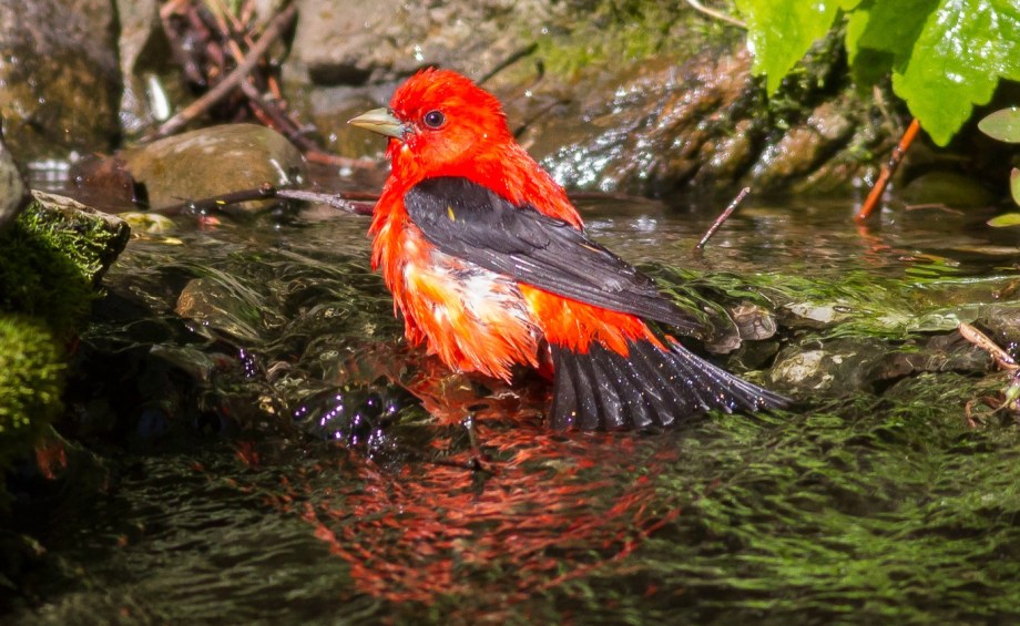 *Scarlet Tanager 58413911 copy