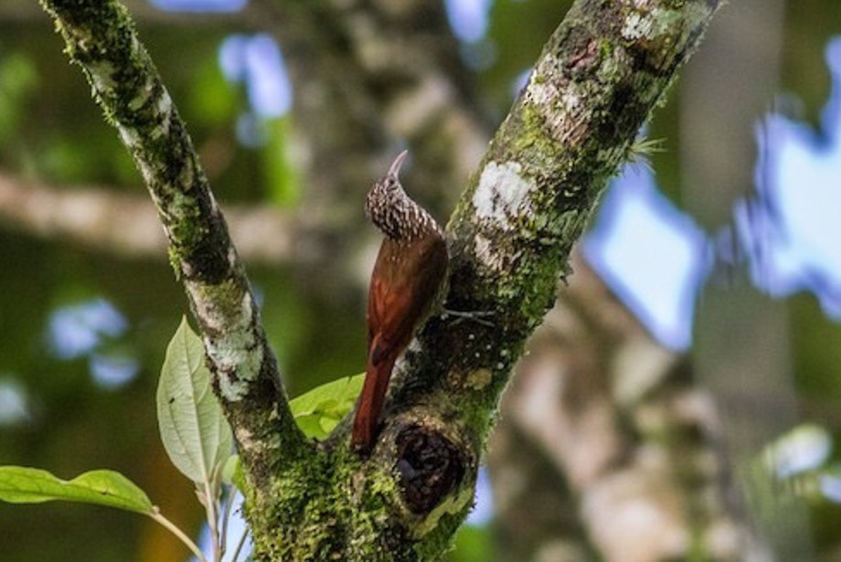 Streak-headed Woodcreeper-5