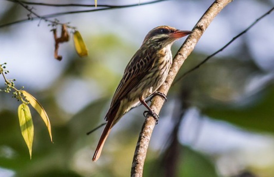 Streaked Flycatcher-101