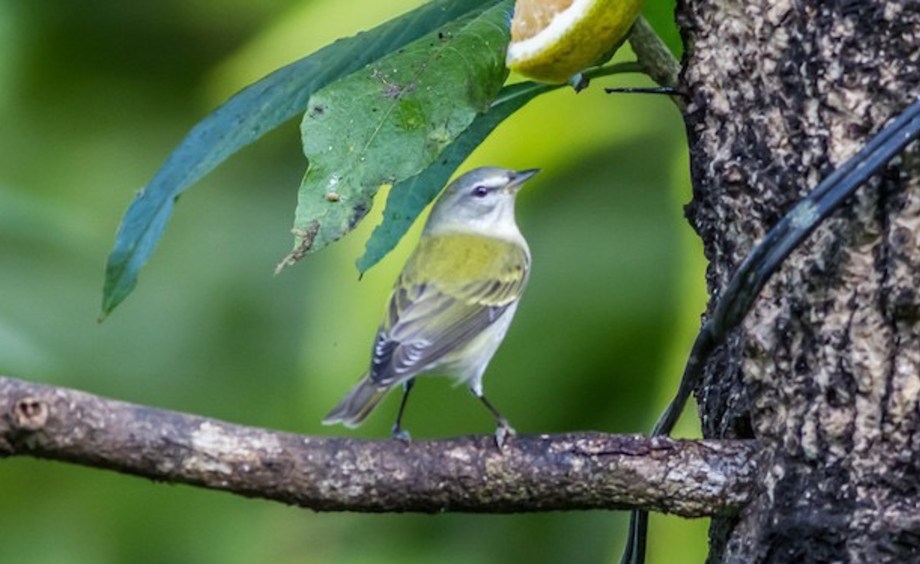 Tennessee Warbler 2015-11-28 Rancho Naturalista, Cartago, Costa Rica-2