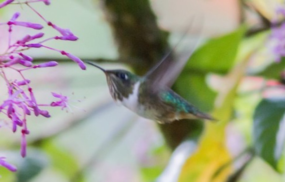 Volcano Hummingbird-1