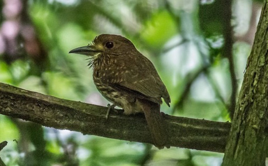 White-whiskered Puffbird-1