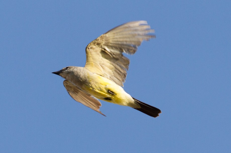 Western Kingbird