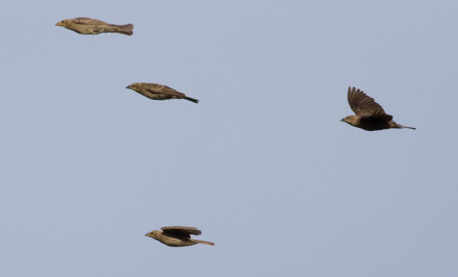 Bronzed and Brown-headed Cowbird
