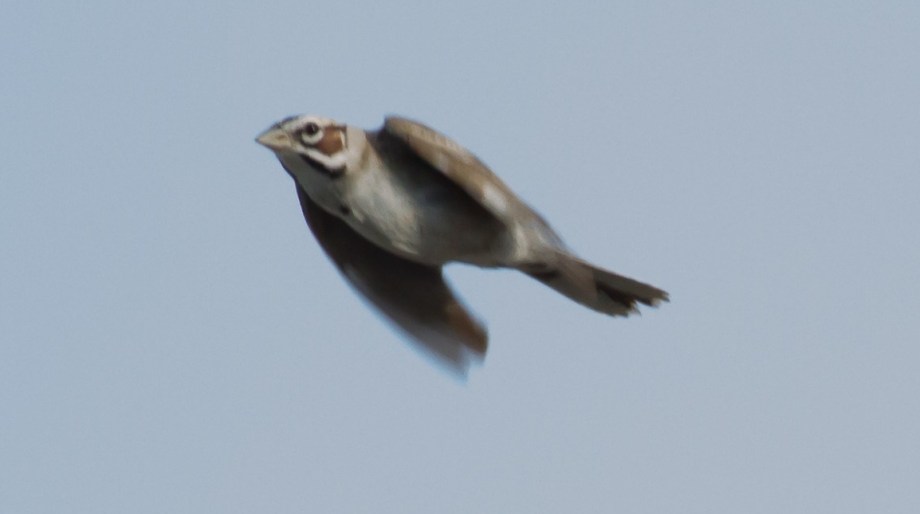 Lark Sparrow
