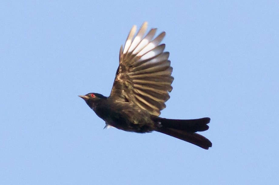 Phainopepla