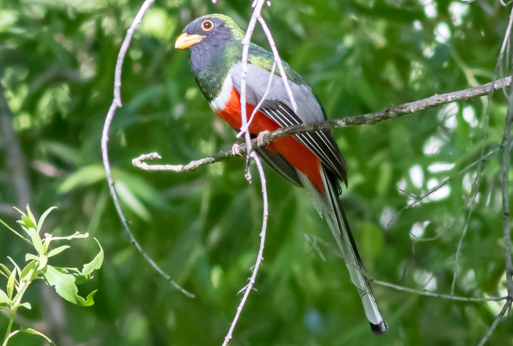 Elegant Trogon 2020-05-26 Madera Canyon, Pima Co., Arizona-4