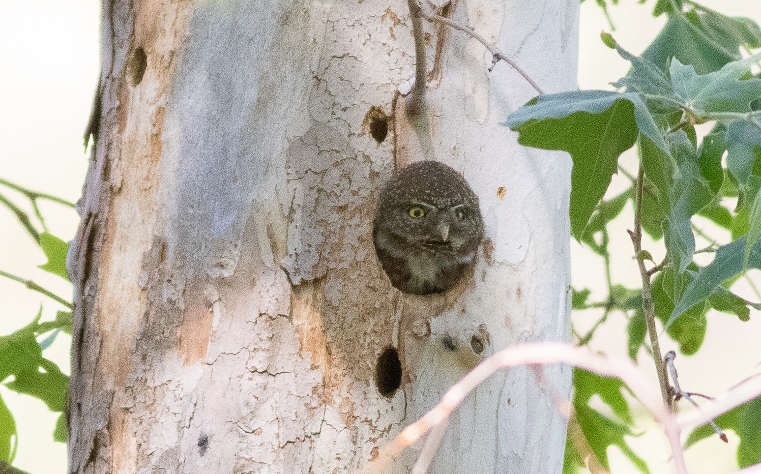 Northern Pygmy-Owl 2020-05-26 Madera Canyon, Pima Co., Arizona-4